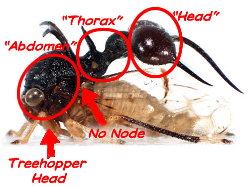 Crazy Looking Treehopper, with body segments indicated