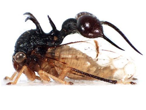 Crazy Looking Treehopper